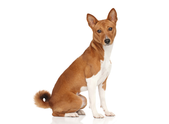 Basenji Dog Breed