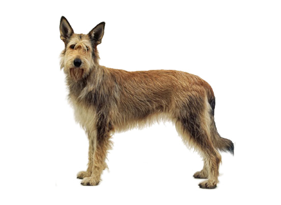 berger-picard dog