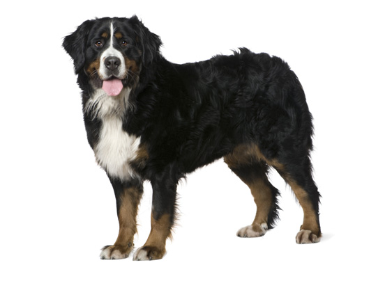bernese-mountain dog breed