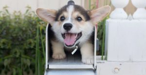 dogs stuck