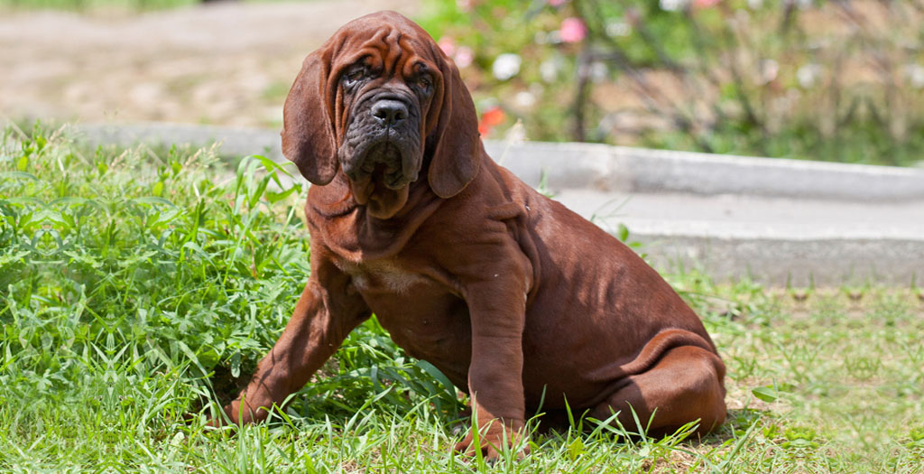 korean mastiff dog breed