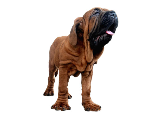 Korean Mastiffs dog