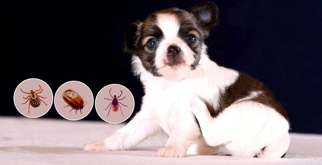 flea and tick treatment for dogs