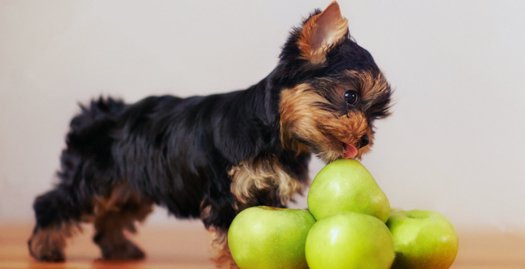 apple for dog