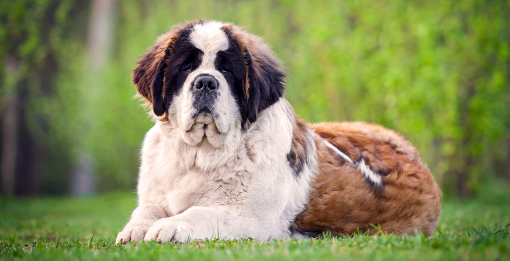 Ban on import of pedigree dog breeds