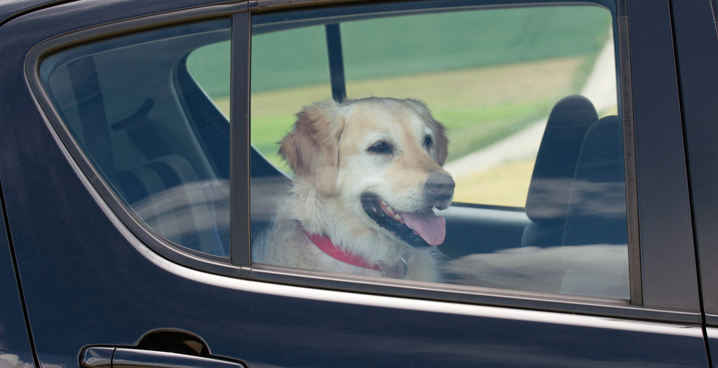 DOG IN HOT CARS