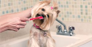 Dog teeth cleaning