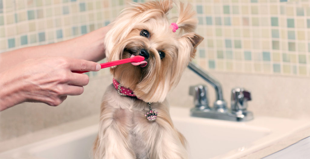 Dog teeth cleaning