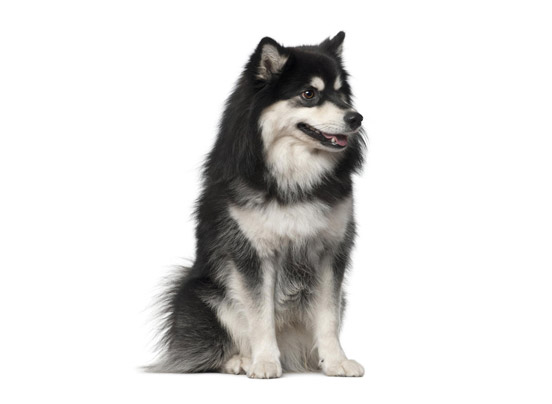 Finnish-lapphund