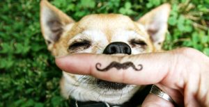 Funny dog