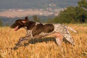 German shorthaired pointer 4
