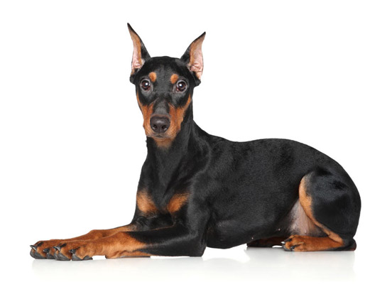German_pinscher dog breed