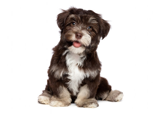 Havanese1