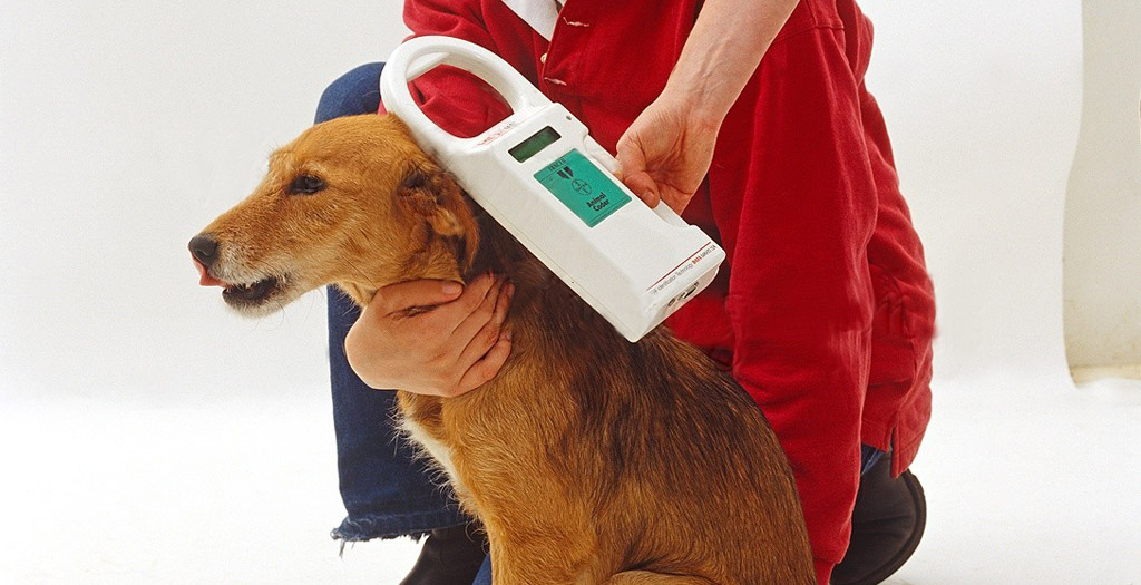 Microchip-dog-featured-image