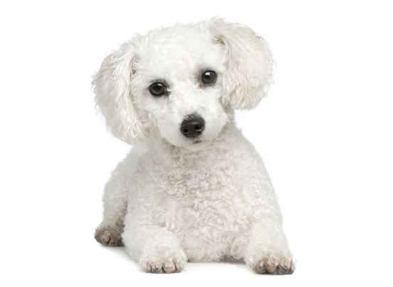 bichon-Frise1