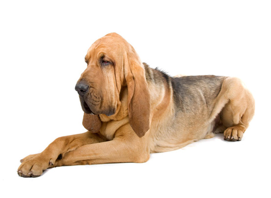 bloodhound dog