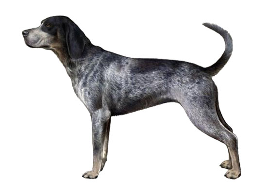 Bluetick Coonhound