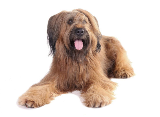 Briard