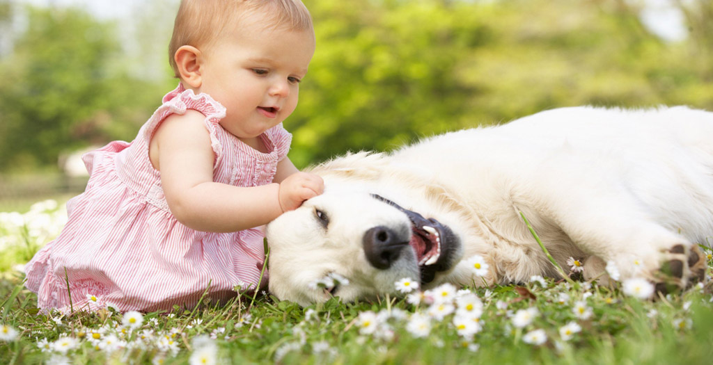 dog meeting babies