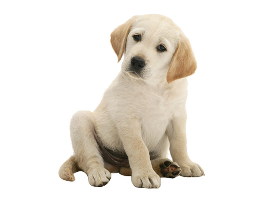 goldador dog breed
