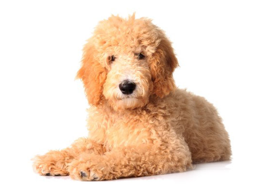goldendoodle breed
