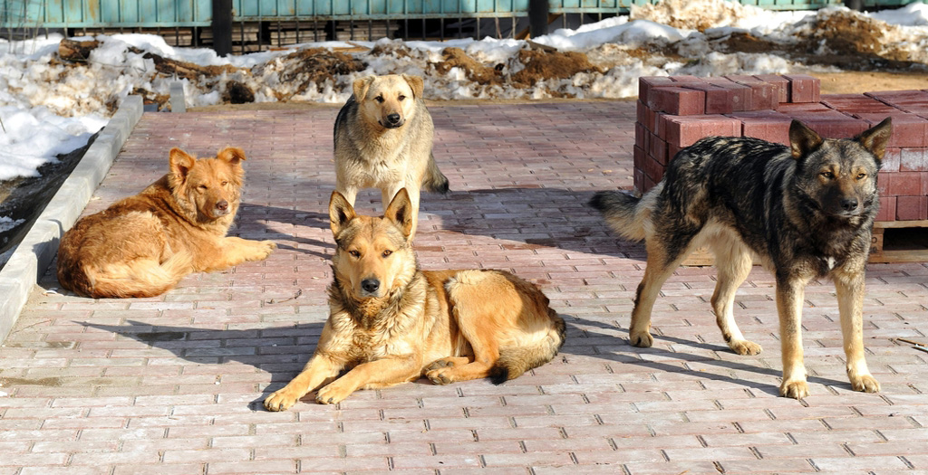 stray dog issue