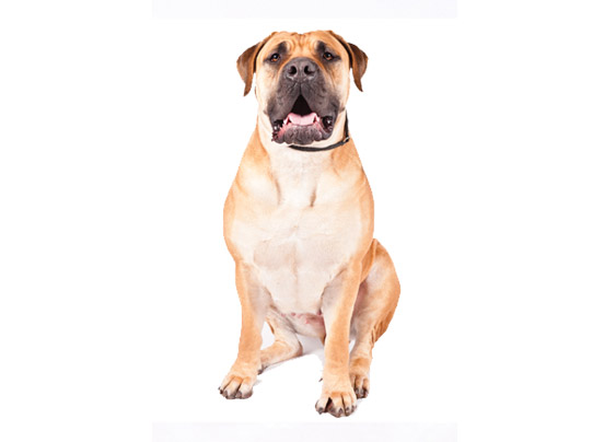 Boerboel1
