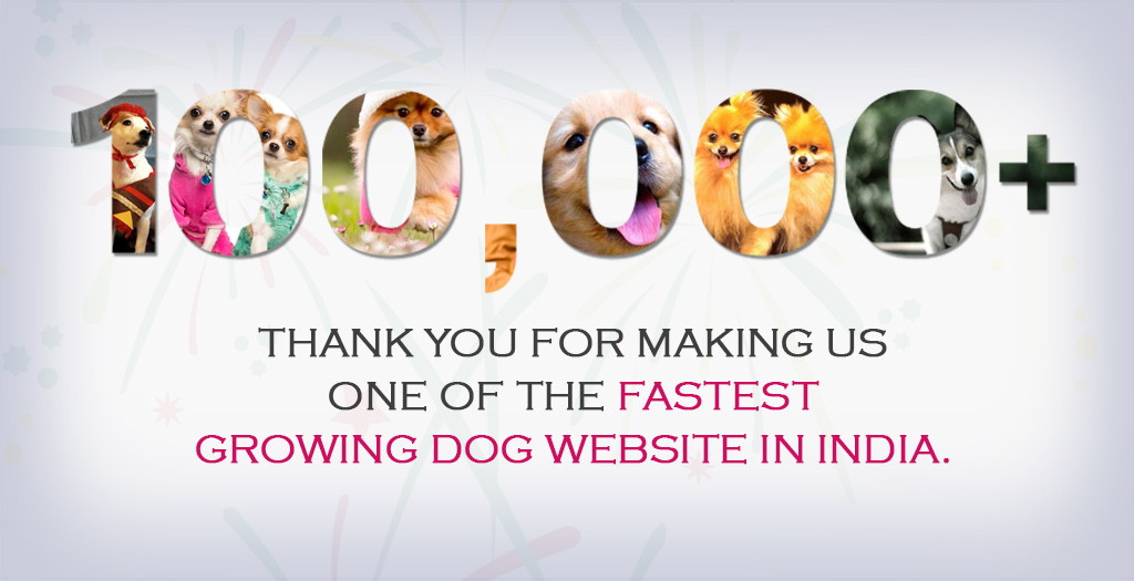 Dogexpress_CelebratingDogLove