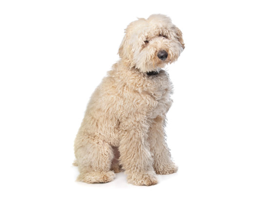 Labradoodle1