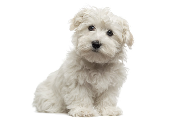 Maltese