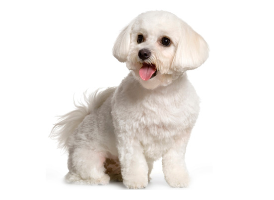 Maltipoo1