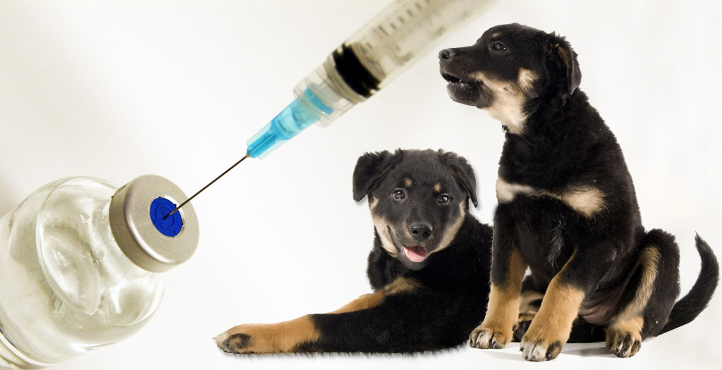 Vaccination of street dogs