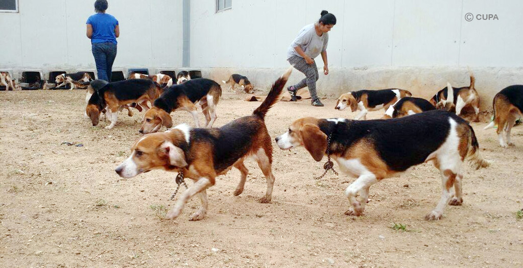 beagle adoption bangalore