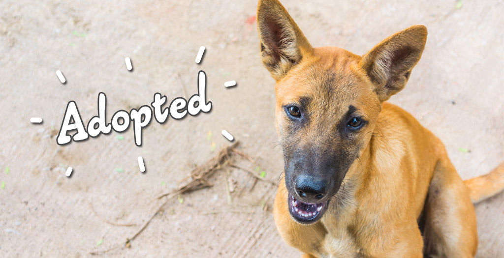 dog adoption banner