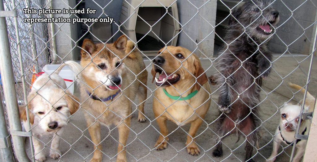 imported dog breeds 1