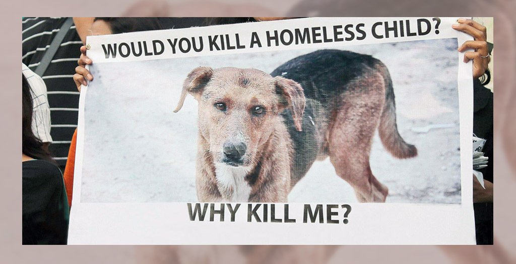 penalty-for-killing-strays 1