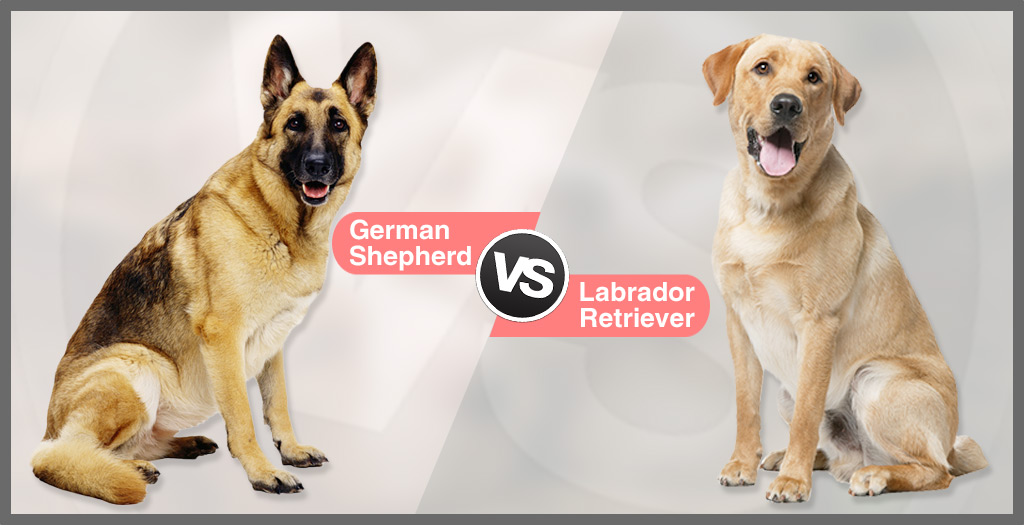 German Shepherd vs Labrador Retriever