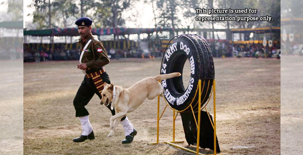 ITBP Canine Squad Training