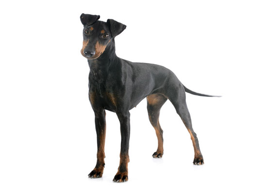 Manchester_Terrier