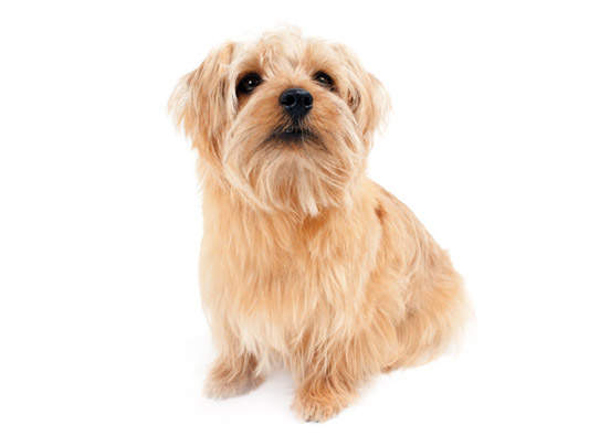 Norfolk_Terrier
