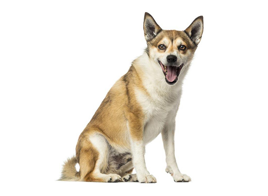 Norwegian Lundehund1