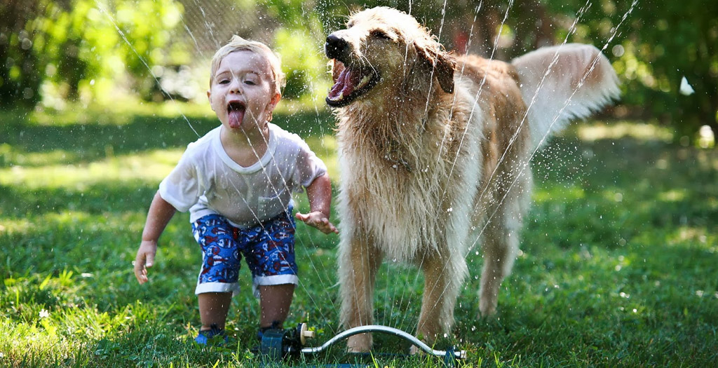 Summer Vacation With Dogs