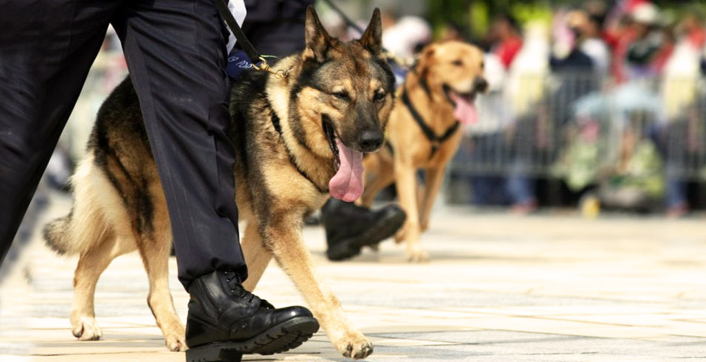 Police Dogs