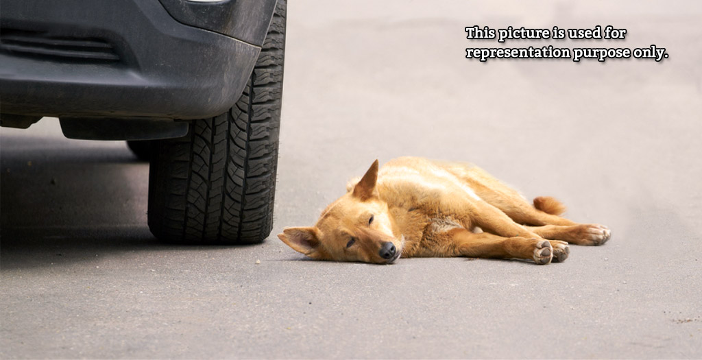 drunk businessman runs over a dog