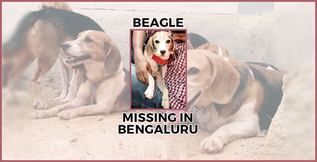 lost_beagle