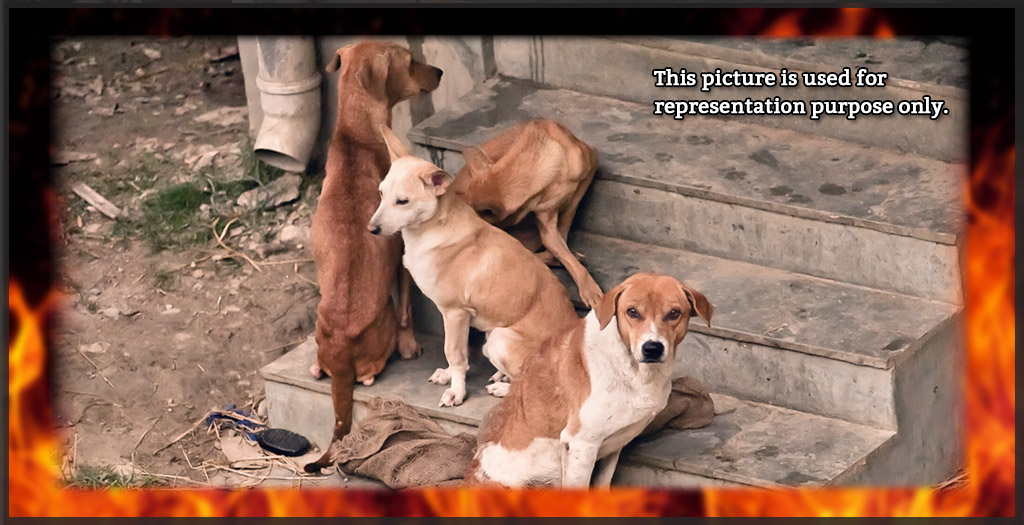 stray dogs burned alive