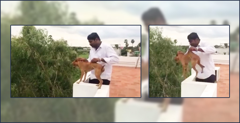 Man throws a dog from a roof