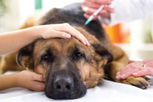 Heartworm Disease