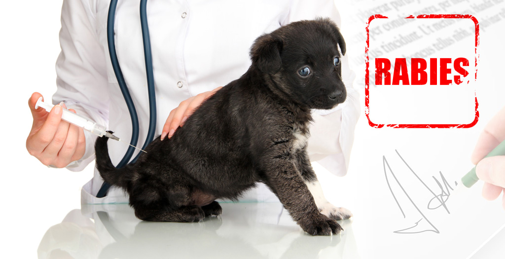 sterilization of street dogs