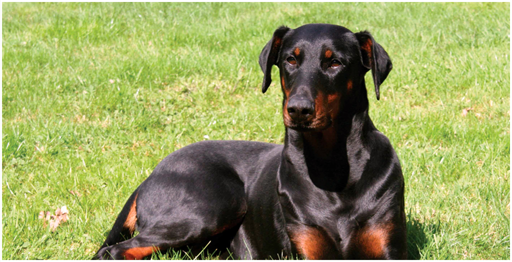 Doberman Kills 4 Cobras